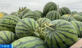 网红大瓜博雅吃瓜视频最全观看 社会热点的图片,揭秘网红大瓜视频，社会热点一网打尽