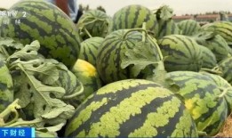 网红大瓜博雅吃瓜视频最全观看 社会热点的图片,揭秘网红大瓜视频，社会热点一网打尽